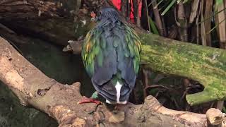 The Nicobar Pigeon Campbelltown Australia [upl. by Nerty]