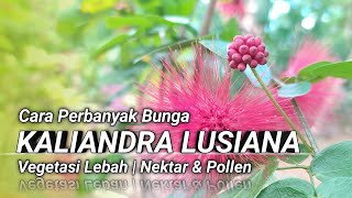 Cara Perbanyak Bunga Pakan Lebah Kaliandra Lusiana [upl. by Garling]