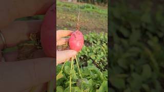 Radishes ready to harvest after just 21 days [upl. by Caril]