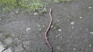 earthworm giun đất ミミズ lumbricus terrestris केंचुआ 지렁이 cacing tanah [upl. by Aznecniv]