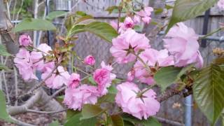 Tour Of My Suburban Orchard  Variety Of Fruit Trees [upl. by Kipton]