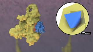 Mechanism of Action for Covalent and NonCovalent BTKi [upl. by Otrebcire]