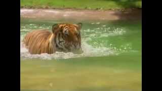 Bengal Tiger Training in the Water [upl. by Ahsote]