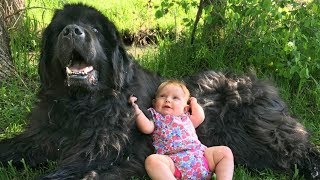 Giant Newfoundland Dogs Playing With Babies Compilation [upl. by Territus]