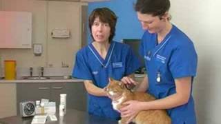 A PDSA vet investigates a cats weight loss [upl. by Plusch]