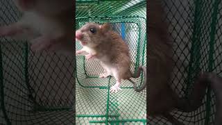 See how the Mouse Sounds  Rat sounds  two duck shorts [upl. by Arbed]