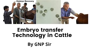 quotCattle Farmers Discover the Miracle of Embryo Transferquot [upl. by Adnoek]