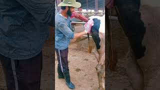 Artificial Insemination in Dairy Farm cow dairyfarm [upl. by Necyrb523]