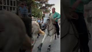 Lâcher de 40 taureaux à Bouillargues manade Conti [upl. by Aerdnu]