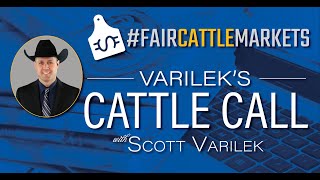 FairCattleMarkets Varileks Cattle Call  November 15 2024 [upl. by Marou]