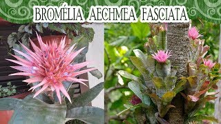 Vamos conhecer a Bromélia Aechmea Fasciata [upl. by Nylatsirhc438]