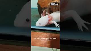 Axolotl Rare amp Adorable Pet  Axolotl Pet  Axolotl Pet Price in India  Blessings Aquarium [upl. by Garretson717]