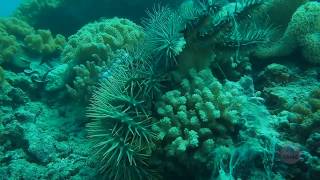 Vinegar A secret weapon in the fight against crownofthorns starfish [upl. by Lebazej]