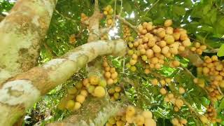 Lanzones Fruits Are Everywhere In The Philippines [upl. by Luap]