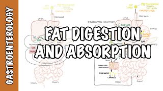 Fat lipid digestion and absorption physiology [upl. by Alrahs]