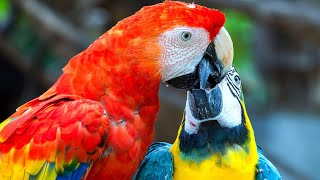 The Macaw Kingdom Bests of Beautiful Macaws and Colorful Parrots 2024 [upl. by Direj]