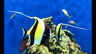 ツノダシ Moorish idol Zanclus cornutus [upl. by Ulda]