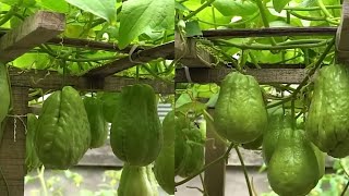 Growing Chayote at Home 🏠 Easy way [upl. by Kimberley]