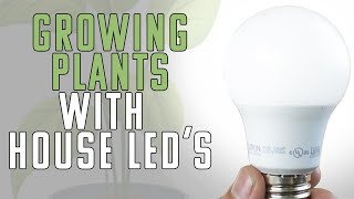 Can You Use Household LED Bulbs As Grow Lights [upl. by Beller]