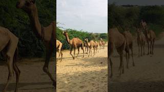 Camels Thari Larges Groups shorts shortvideo youtubeshorts [upl. by Fahy]