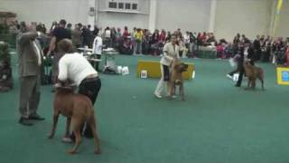 Tosa Inu  World Dog Show 2009 Winner [upl. by Euqnimod]