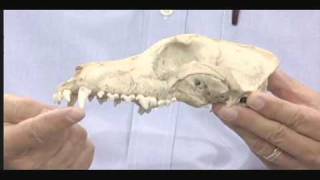 Nature Notes Types of Teeth  Mammal Skull [upl. by Leiru]