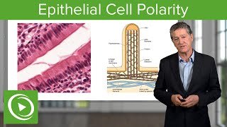 Epithelial Cell Polarity – Histology  Lecturio [upl. by Ihcelek]