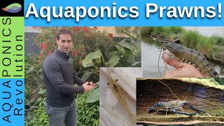 Growing prawns in aquaponics [upl. by Rider]