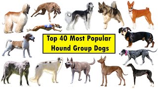 Top 40 Hound Group Dog Breeds [upl. by Nylrahc]