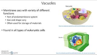 Vacuoles [upl. by Earised]