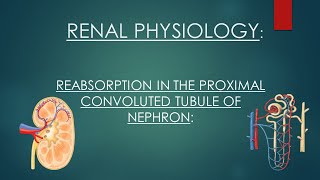 Reabsorption in Proximal Tubule of Nephron  Renal Physiology  Reabsorption in Kidney [upl. by Berkly]