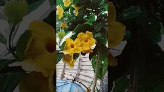 Dipladenia ou Mandeville plantaslindas plantasejardim [upl. by Naux]