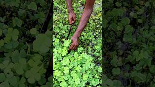 Water Clover Harvesting by Sickle shorts [upl. by Derina757]