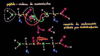 Formación de enlaces peptídicos  Macromoléculas  Biología  Khan Academy en Español [upl. by Eiruam302]