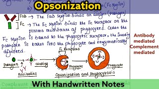 Opsonization  Mechanism  Types [upl. by Nylirek]