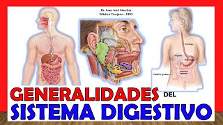 🥇 SISTEMA DIGESTIVO en 16 Minutos ¡Fácil y Sencillo [upl. by Nowell]