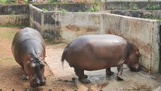 Thrissur Zoo 🐘🐼🐯 [upl. by Suivatnad]