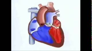 Cómo funciona el corazón [upl. by Aniles]