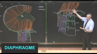 Anatomie du diaphragme Parois de labdomen 8 [upl. by Inahs]