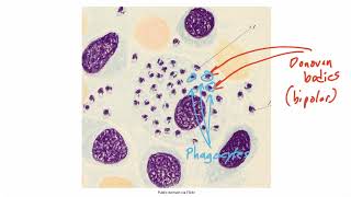 Miscellaneous Organisms for the USMLE Step 1 [upl. by Ambert182]