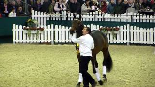 Kentucky trakehner hengstschau Münster  Handorf 2010 [upl. by Ardnoet]