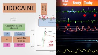 Lidocaine mechanism of action  Class IB Antiarrhythmic agent [upl. by Eceirahs]