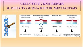 DNA REPAIR MECHANISMS [upl. by Hannad274]