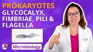 Prokaryotes Glycocalyx Fimbriae amp Pili amp Flagella  Microbiology for Health Fields  LevelUpRN [upl. by Zel]