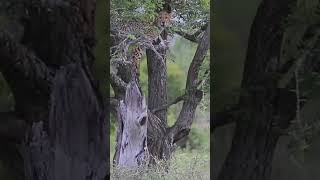 Cheetah Cub Climbs Tree [upl. by Yemirej237]