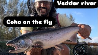 Vedder river chilliwack bc fly fishing for coho [upl. by Desdemona]