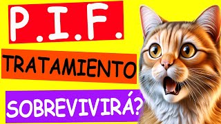 ¿QUÉ ES PIF Peritonitis Infecciosa Felina [upl. by Neirbo]