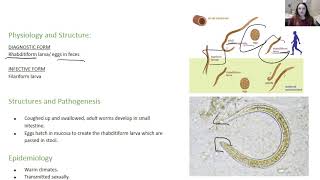 Strongyloides stercoralis [upl. by Arait180]