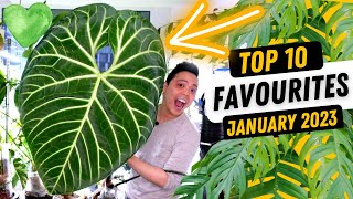 THIS IS HUGE 🤩 Top 10 Favourite Plants 💚 Anthurium Regale Metallicum Philodendron Monstera Hoya [upl. by Asilegna]