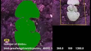 Computer Vision Basil Plant Growth Measurements [upl. by Frendel]